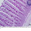 1.c. Tecido Epitelial Glandular - Glândula Exócrina Unicelular - Célula Caliciforme - Intestino Delgado - 200x
